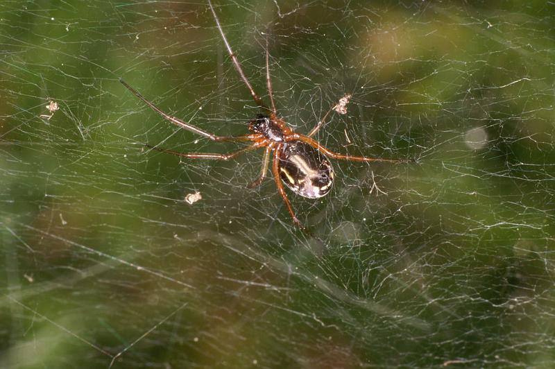 Frontinellina_frutetorum_D4953_Z_85_Les Gris_Frankrijk.jpg